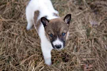 Young puppy looking up