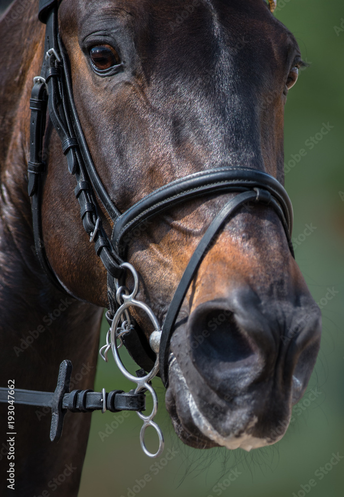 Poster head of sport horse in pelham bridle with flash noseband.