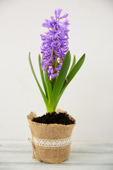 Violet hyacinth blooming flowers in pot. Colors of the year 2018 ultra violet.