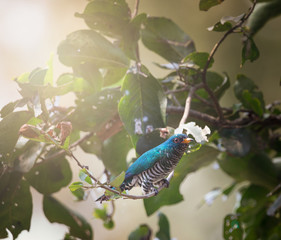 Asian emerald cuckoo has a green top body  gleaming like a jewel. Attracting bird watchers and...