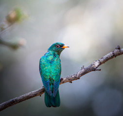 Asian Emerald Cuckoo (Chrysococcyx maculatus) Cactus Emerald is native to the tropical evergreen forests of northern India, southern China, and northern Thailand.