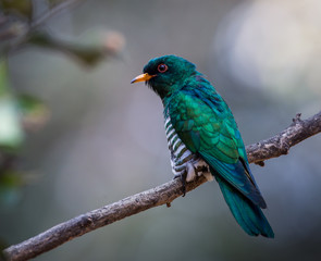 Red chrysanthemum in the garden.