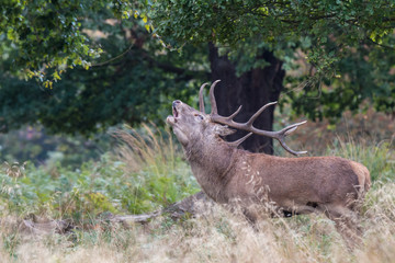 Fototapeta premium The deer of Richmond park, during the time of heat is a spectacle worth seeing with its great antlers ....