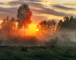 spring morning. a misty dawn in a picturesque meadow. Sun rays