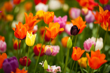 Fototapeta premium Field of colorful tulips: rich yellow fidelio tulips, beautiful red Ninja tulips and various purple pink tulips at Scagit Valley Tulip Festival in Washington.