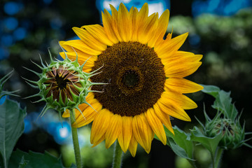 Naklejka premium two sunflowers open and bud