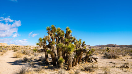 Joshua Tree