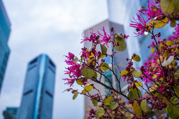 Flowers and    skyscapers  in   downtown TOKYO