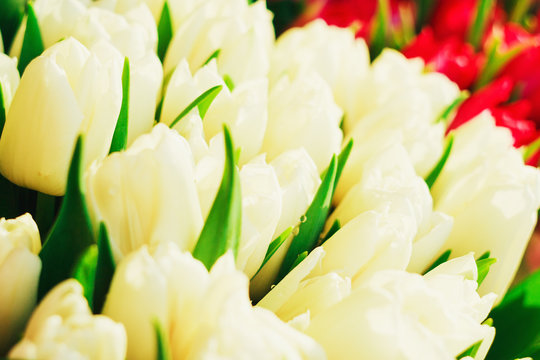 Beautiful white tulips flowerbed closeup. Flower background. Spring garden landscape design.
