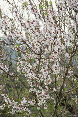 Mandelblüte Mallorca