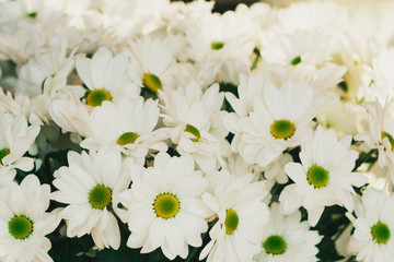 White chamomile flowers close-up. Background