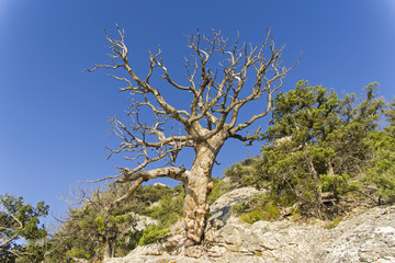 A dried relic pine on a mountain slope.