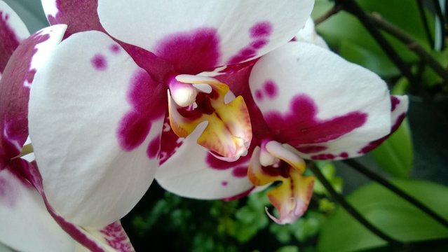Orchidee Phalaenopsis wei&szlig; lila 