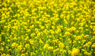 Yellow flowers on a field high up in the Andes mountains, Cayambe, Ecuador