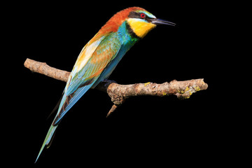 bee-eater is isolated on a black background
