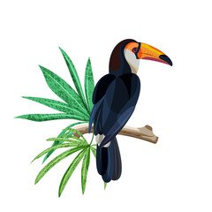 Obrazy  Tukan tropikalny ptak siedzi na gałęzi z zielonymi tropikalnymi liśćmi. Wektor ręcznie rysowane ilustracja na białym tle.