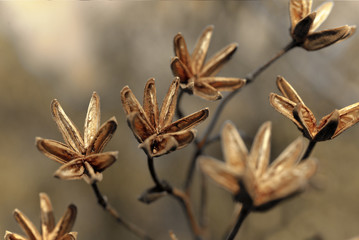 Dry open plant weed macro 