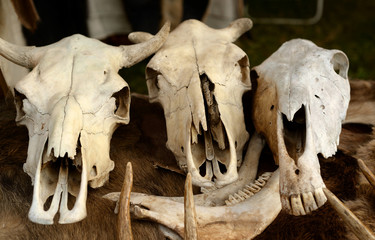 Skulls of animals.