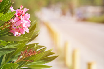 Pink flowers growing on a green Bush beside the road.