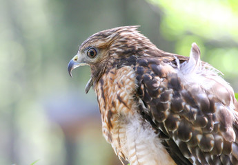 Red-Shouldered Hawk Closeup