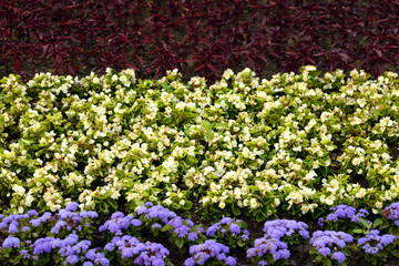 Colorful flower in summer park.
