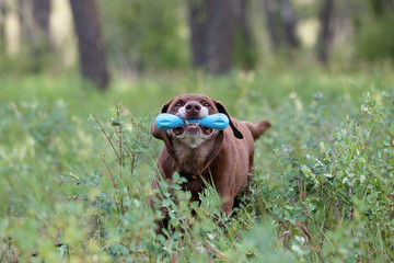 Chocolate Lab in bushes with toy
