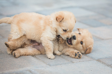 Two Puppies wrestle