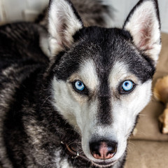 blue eyed husky dog looking into the camera