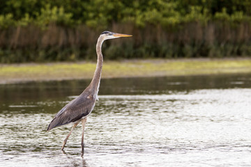 Great Blue Heron (Ardea Herodias) walking through shallow water at Ft. Desoto Park near St. Pete Beach, Florida searching for food.