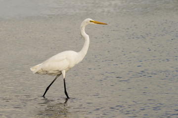 Great Egret (Ardea alba) walking through shallow water at Ft. Desoto Park near St. Pete Beach, Florida searching for food.