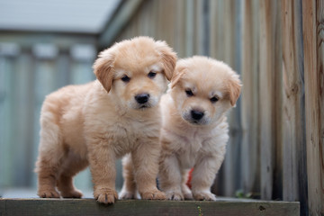 Two golden puppies stand on deck