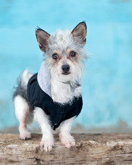 Small dog standing in front of blue wall