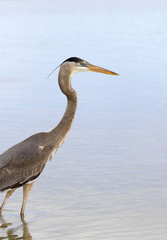 Great Blue Heron (Ardea Herodias) walking through shallow water at Ft. Desoto Park near St. Pete Beach, Florida searching for food.