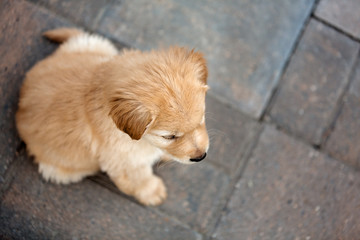 View from above of Golden Puppy