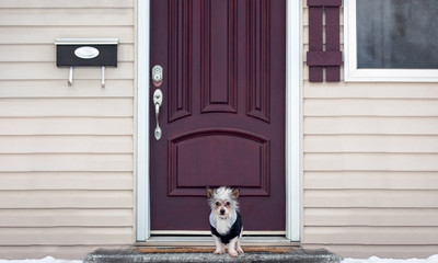 Small dog at front door