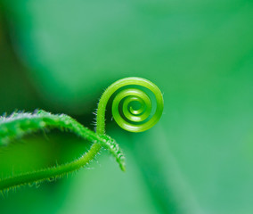 The tendril whip cucumber (Cucumis sativus) on green background