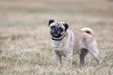 Pug standing on brown grass