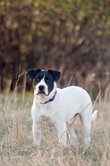 Large mixed breed standing outside in forest