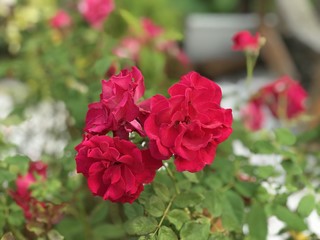 Red roses selective focus bokeh background
