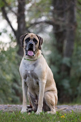 Mastiff sitting in front of trees