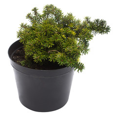 Fir abies koreana brillant isolated on white background. Coniferous trees. Christmas symbol. Flat lay, top view © Flower Studio