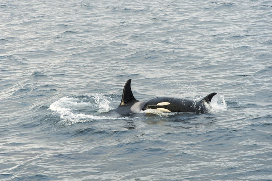 Pod Of Killer Whales;  Alaska