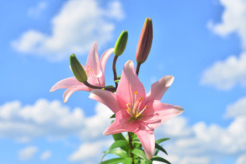 Fototapeta na wymiar Beautiful flowers lilies pink against the blue sky and clouds