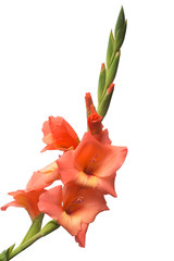 Gladiolus orange flower isolated on white background. Flat lay, top view © Flower Studio