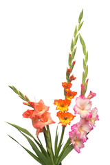 Beautiful bouquet of multicolored gladiolus flowers isolated on white background. Yellow, red, orange, green. Flat lay, top view