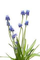 Muscari flowers blue grape hyacinth isolated on white background. Spring concept. Flat lay, top view