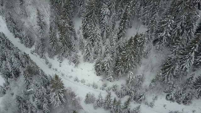 Aerial view of a skier moving through a forest among pine trees. Birds Eye View Above White Powder Snow - Winter Sports. Drone flies close to pines.