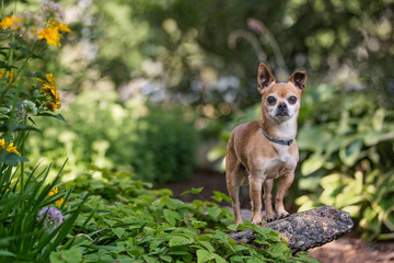 Chihuahua standing in the woods