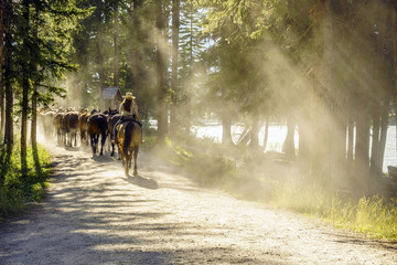 Fototapeta na wymiar Herd of horses followed by woman on sunny forest path