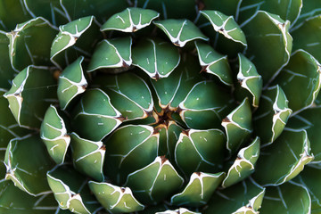 Beautiful close-up of a flowering Green Victoria Agave Cactus.